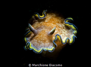 Lembeh strait . Chromodorididae
Nikon D800E , 105 macro ... by Marchione Giacomo 